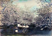 Bell Marguerite Orchard